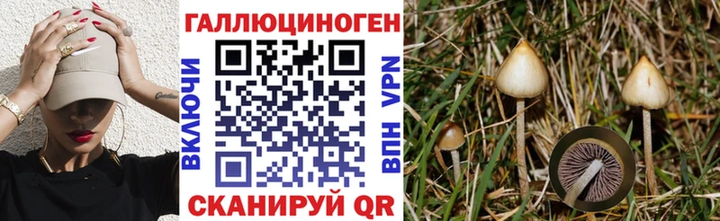Псилоцибиновые грибы Psilocybe  Северская 